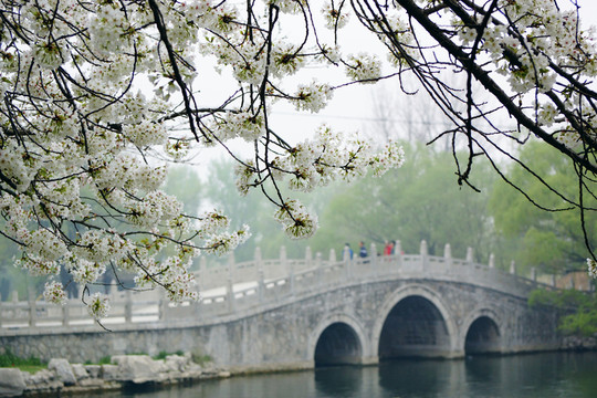 櫻花 小橋