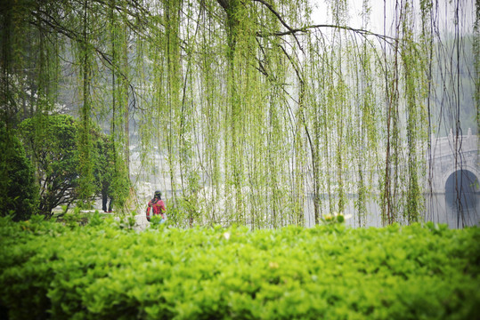 柳樹(shù)枝 非高清
