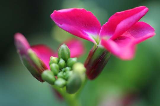 粉色花卉