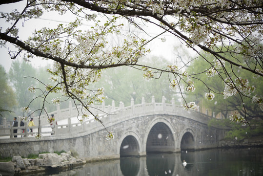 櫻花 小橋