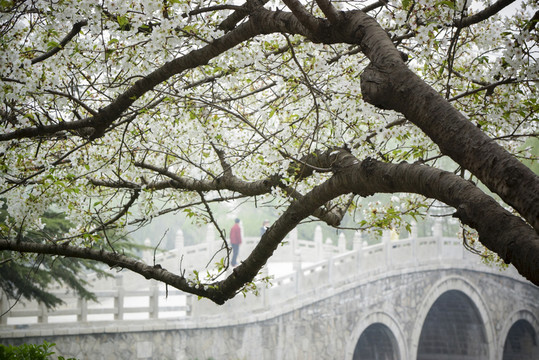 櫻花 小橋