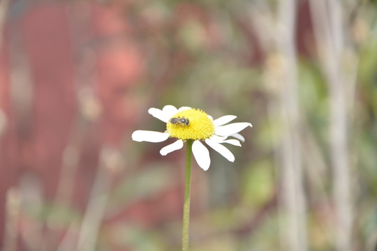 花兒蜜蜂
