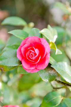 紅色花