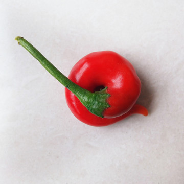 小辣椒