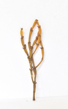 螃蟹腳 古樹(shù)茶