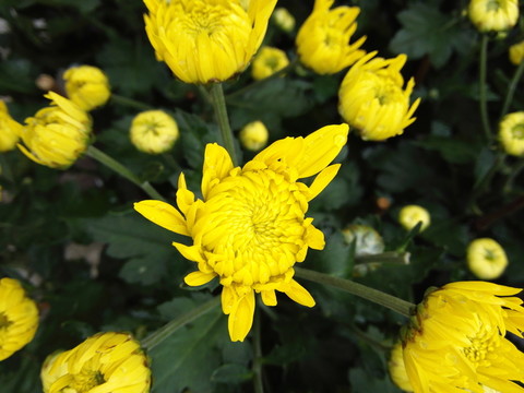 菊花
