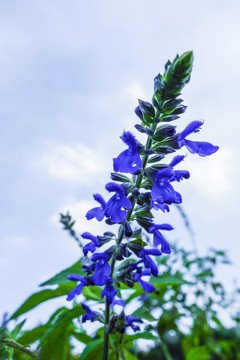 熏衣花