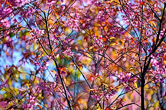 繁花似錦