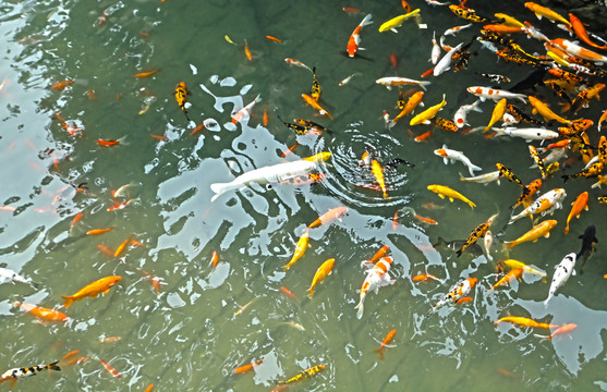 觀賞魚