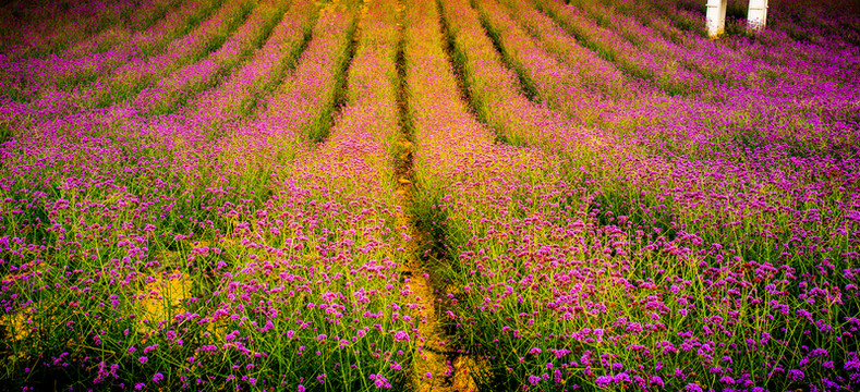 馬鞭草