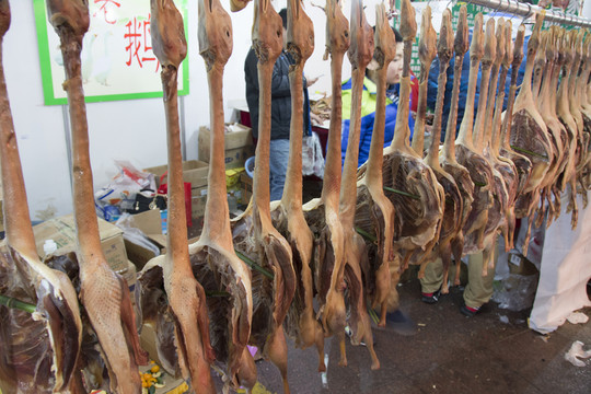 老鵝