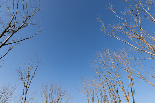 樹枝 天空