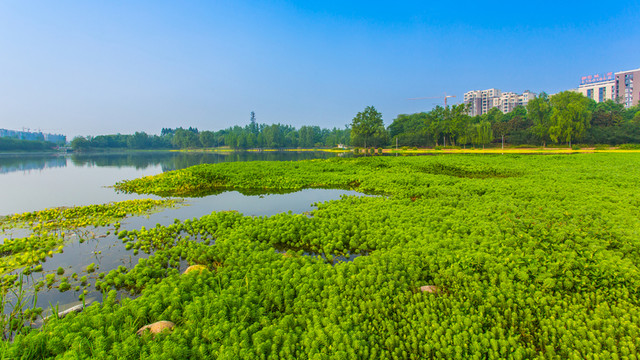 雙流濕地公園
