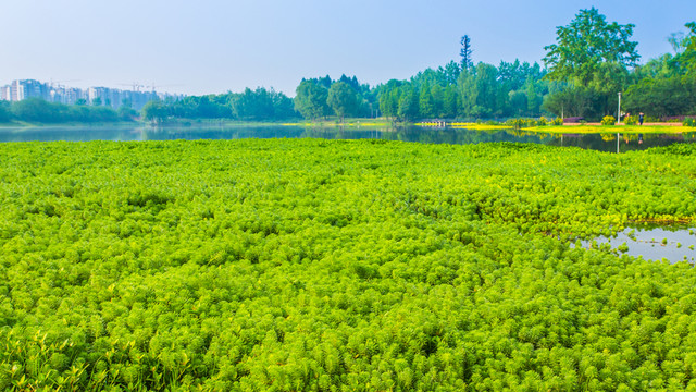 雙流濕地公園