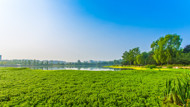 雙流濕地公園