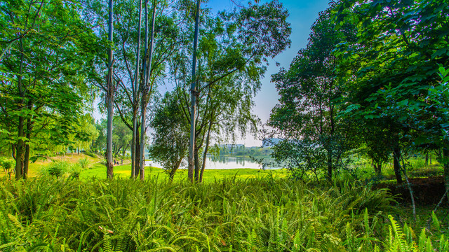 雙流濕地公園