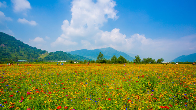 彭州花海