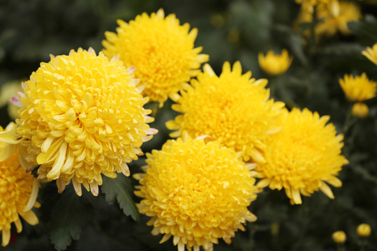 菊花