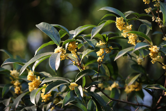桂花
