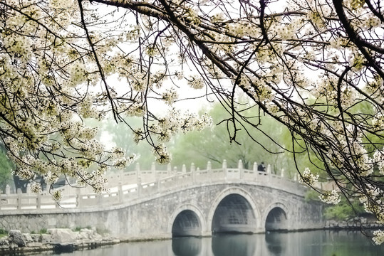 櫻花