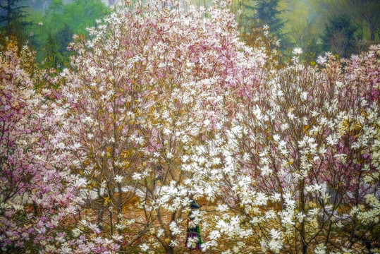花卉裝飾畫 玉蘭花林