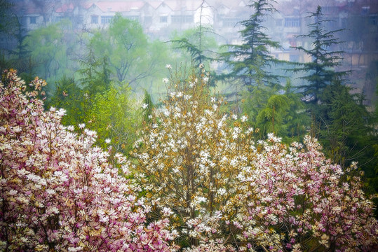 花卉裝飾畫(huà) 玉蘭花林