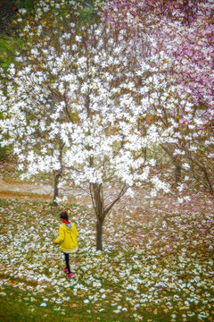 花卉裝飾畫 玉蘭花林