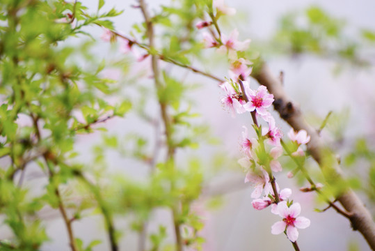 桃花枝