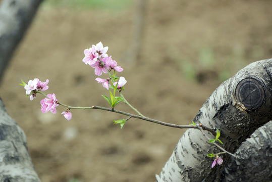 桃花枝