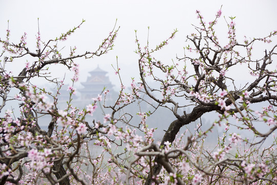 桃花枝