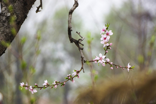 桃花枝