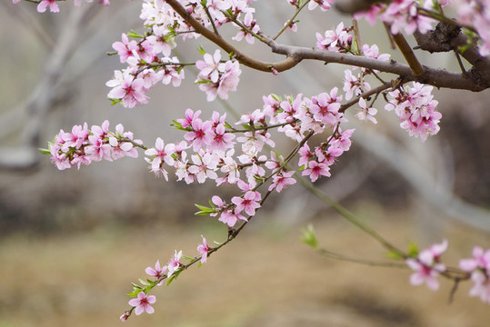 桃花枝