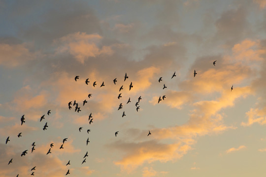 天空 鳥群