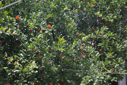 開(kāi)紅花的石榴樹(shù)