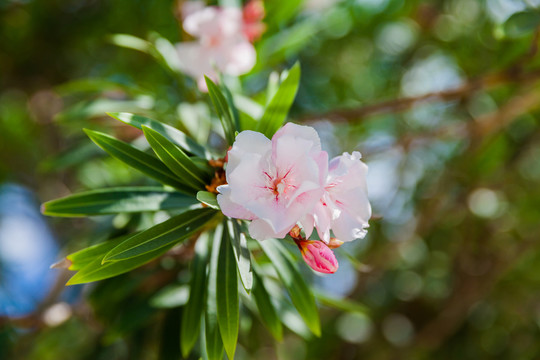熱帶花卉
