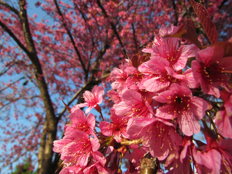 櫻花