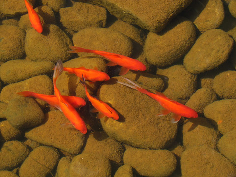 紅魚