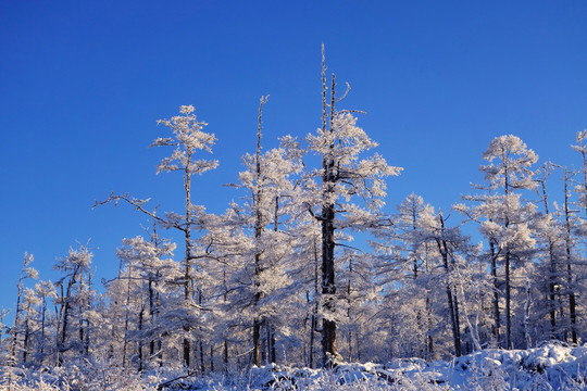 林海雪原