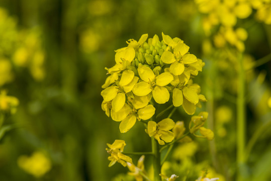 油菜花