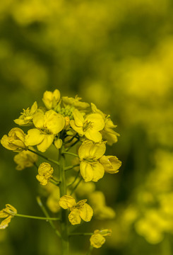 油菜花