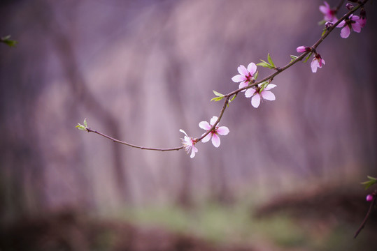 桃花枝