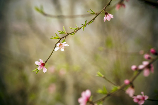 桃花枝