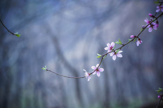 桃花枝