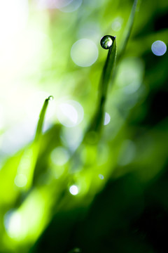夢幻水滴