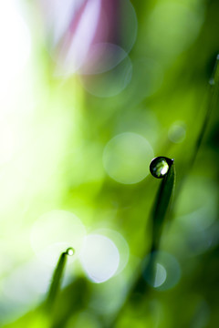 夢幻水滴