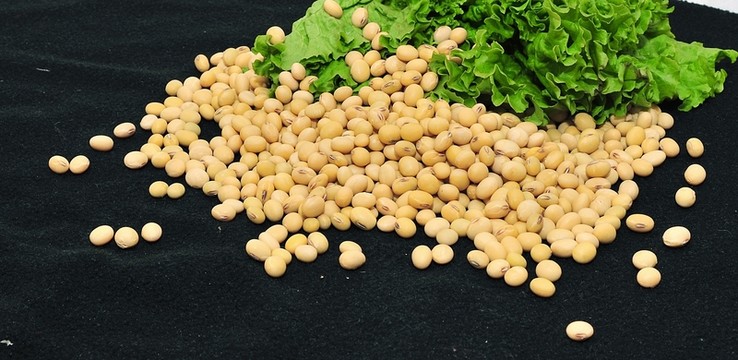 大豆 黃豆 豆類