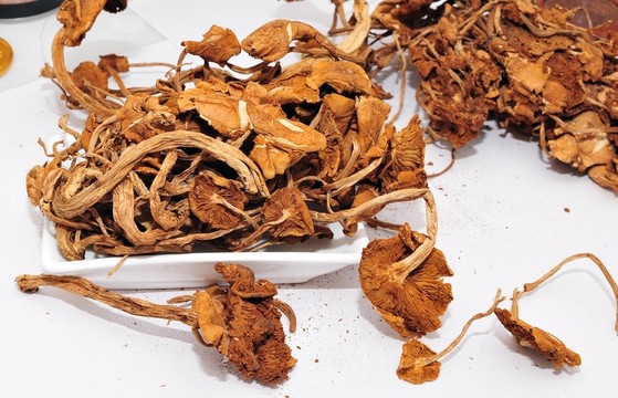 茶樹菇 干茶樹菇