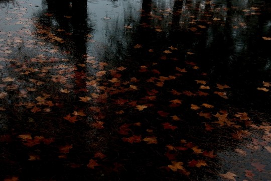 水中落葉