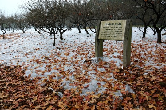 落葉 塑料薄膜