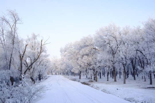 雪林